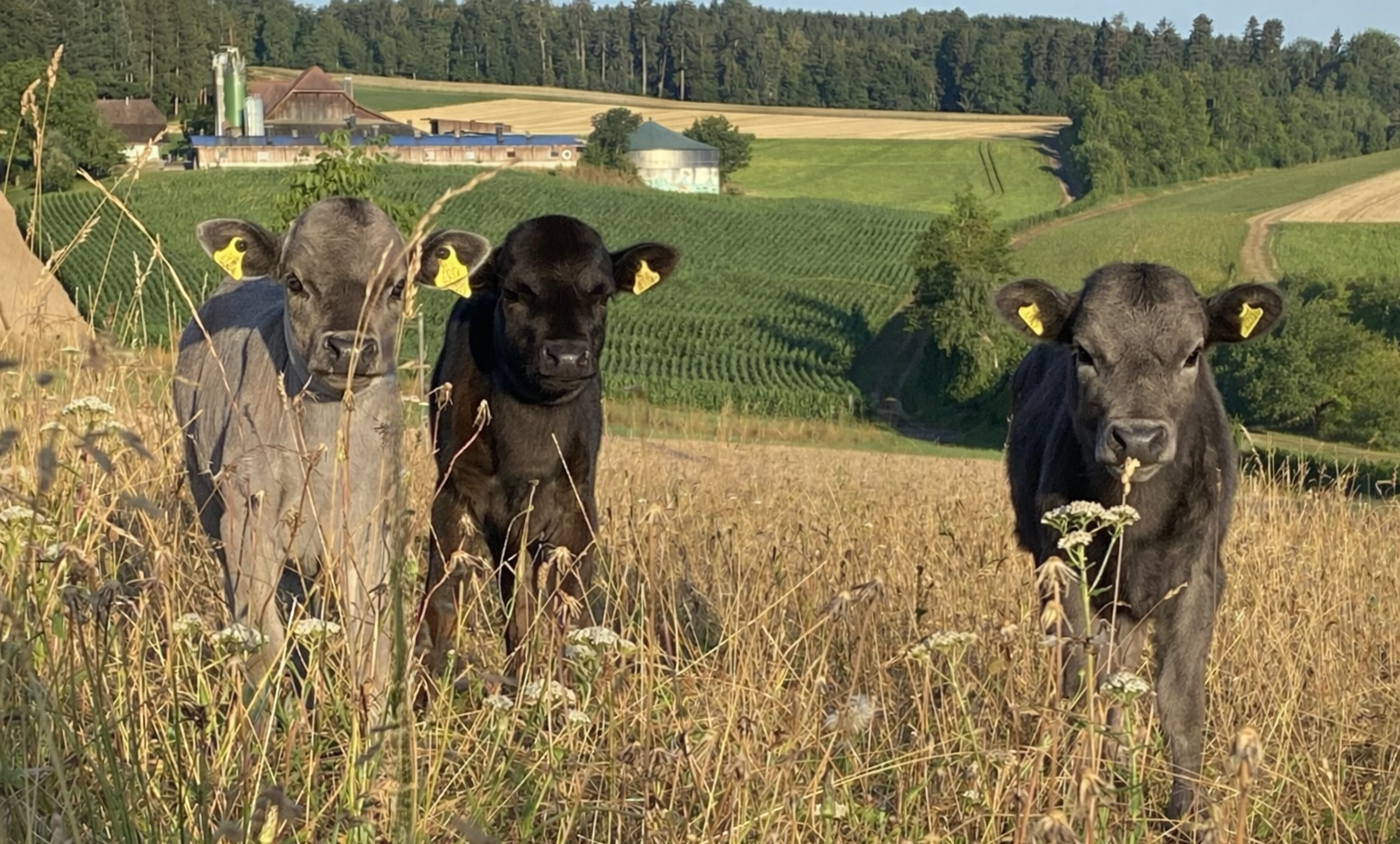 Drei Dahomey Kälber auf der Wise